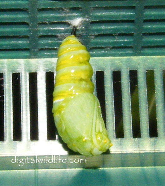 Monarch Butterfly Pupa