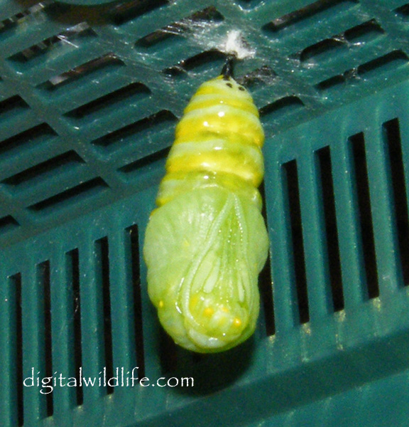 Monarch Butterfly Pupa