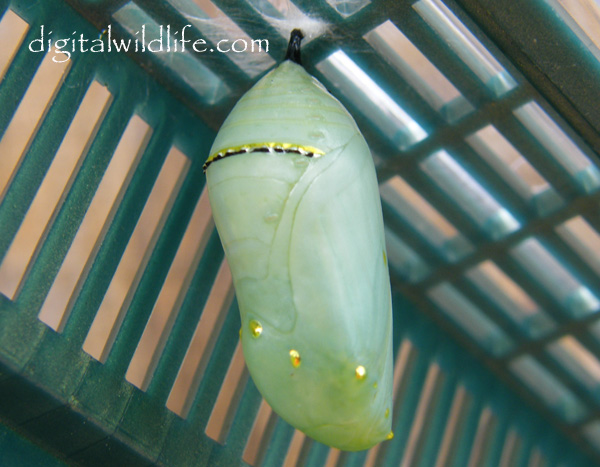 Monarch Butterfly Chrysalis
