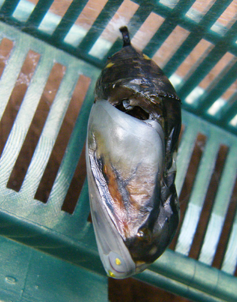 Monarch Butterfly Pupa