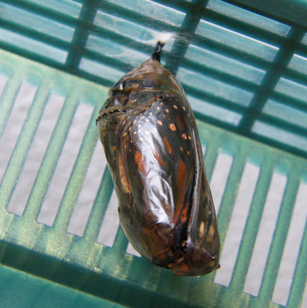 Monarch Butterfly Crysallis