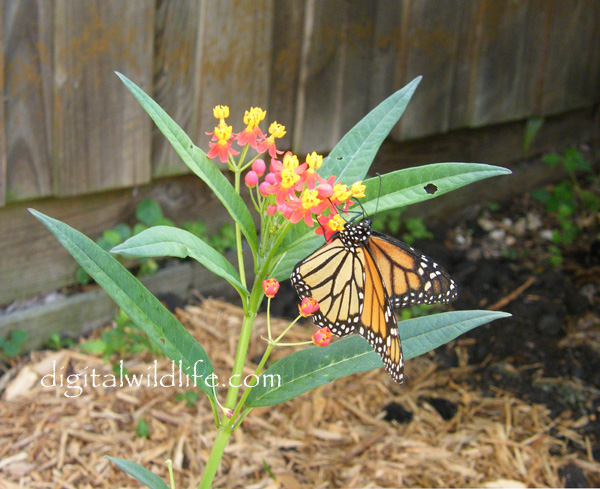 Monarch Butterfly
