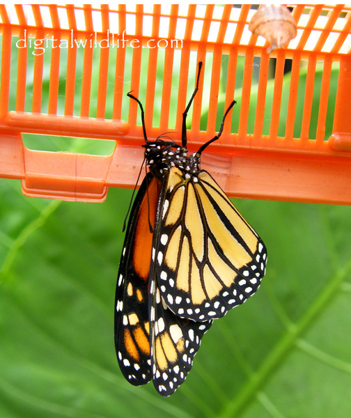 Monarch Butterfly