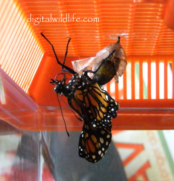 Monarch Butterfly 