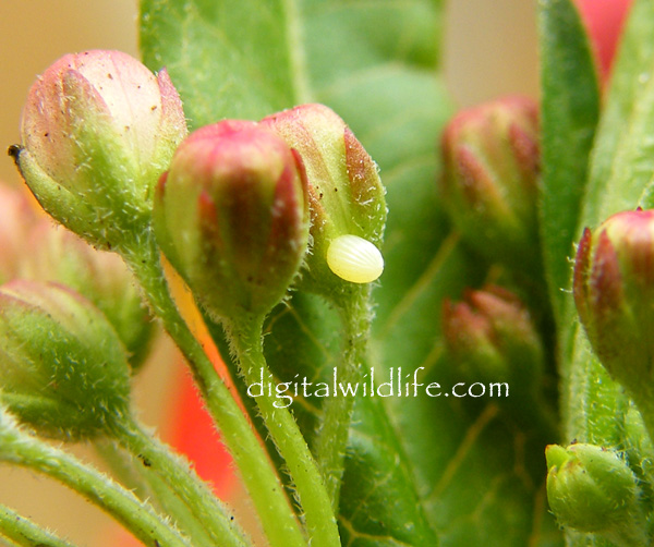 Monarch Butterfly egg