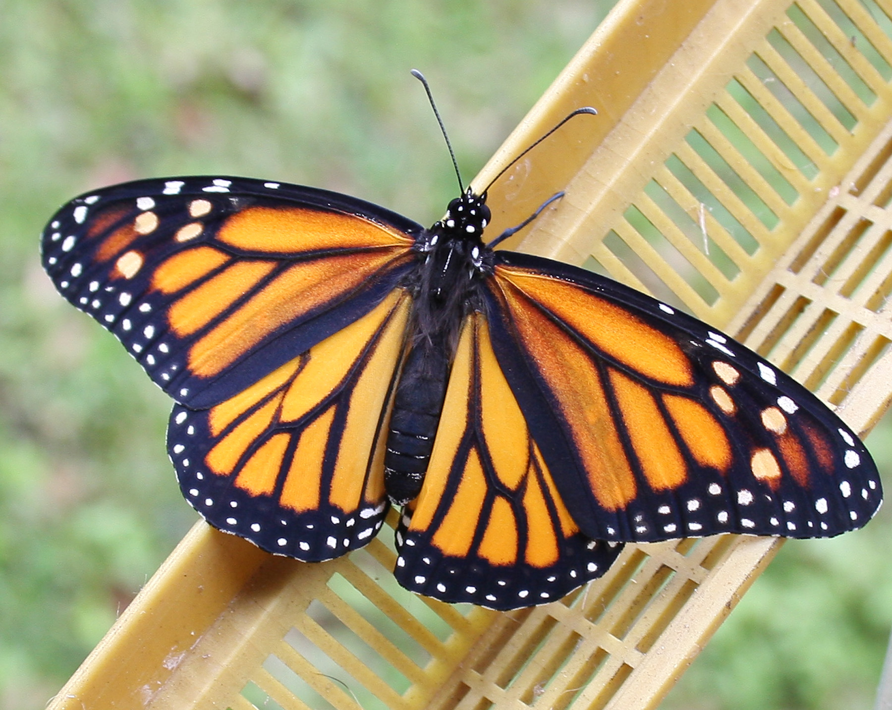 Monarch Butterfly