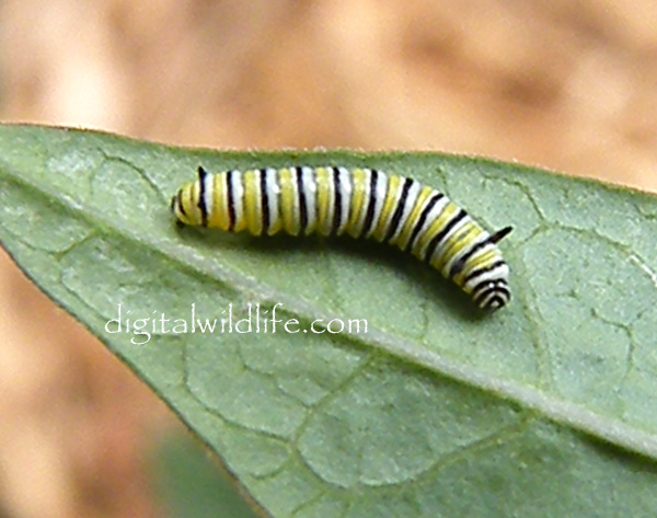 Monarch Butterfly Caterpillar