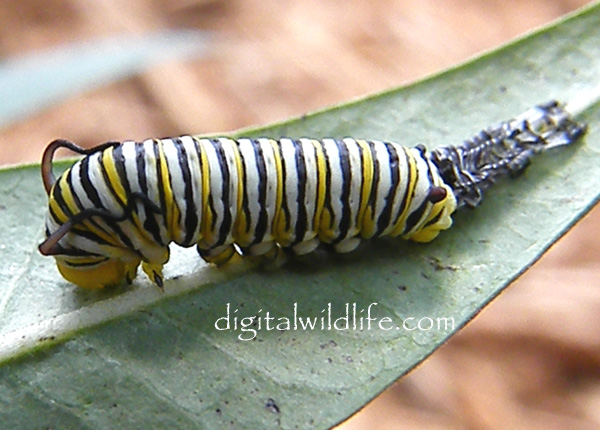 Monarch Butterfly Caterpilla