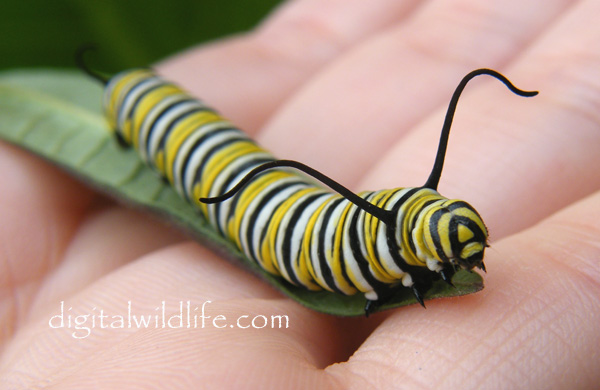 Monarch Butterfly Caterpilla