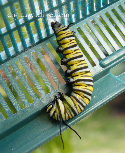 Monarch Butterfly Caterpilla