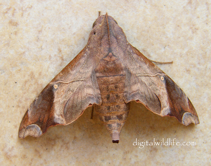 Mournful Sphinx Moth
