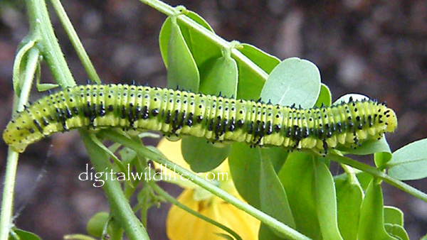 Orange Barred Sulphur Caterpillar Male