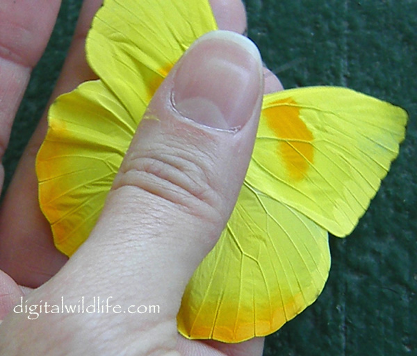 Orange Barred Sulphur Butterfly Male