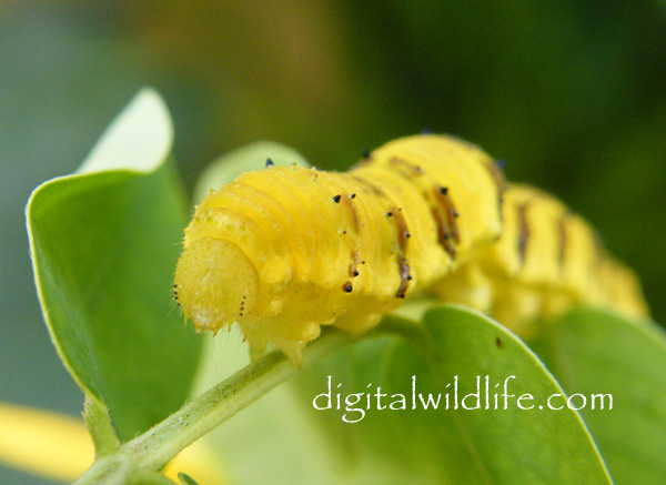 Orange Barred Sulphur Caterpillar