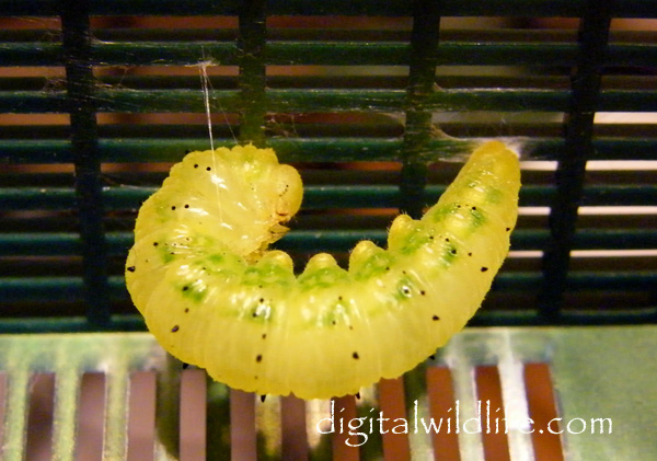 Orange Barred Sulphur Caterpillar