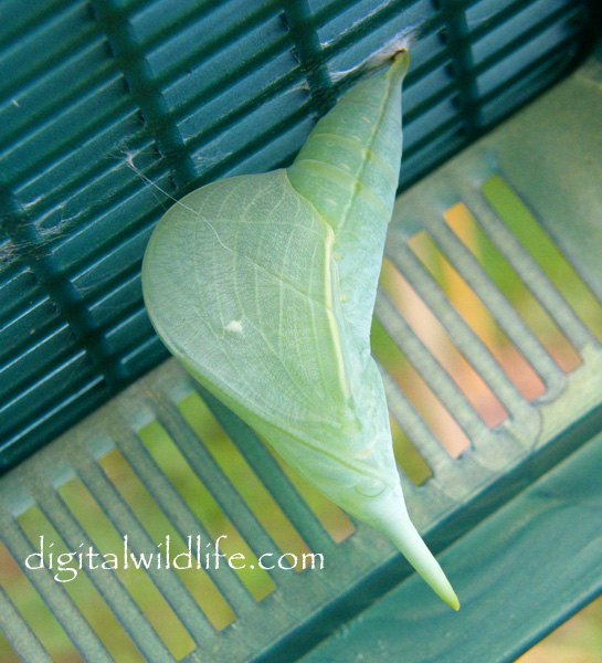 Orange Barred Sulphur Pupa