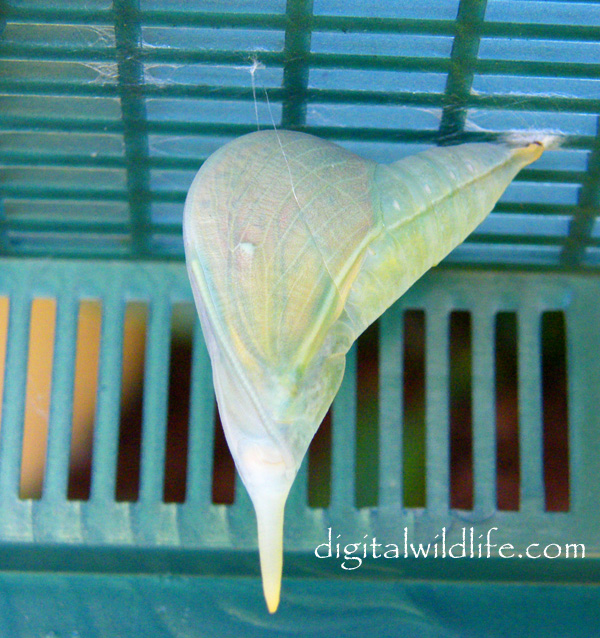 Orange Barred Sulphur Pupa