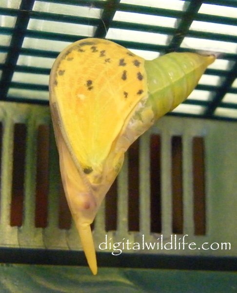 Orange Barred Sulphur Pupa 