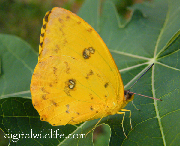 Orange Barred Sulphur Butterfly