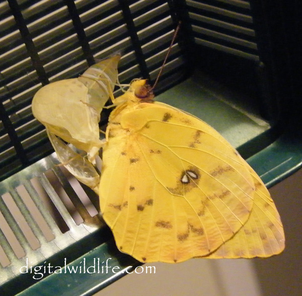 Orange Barred Sulphur Butterfly