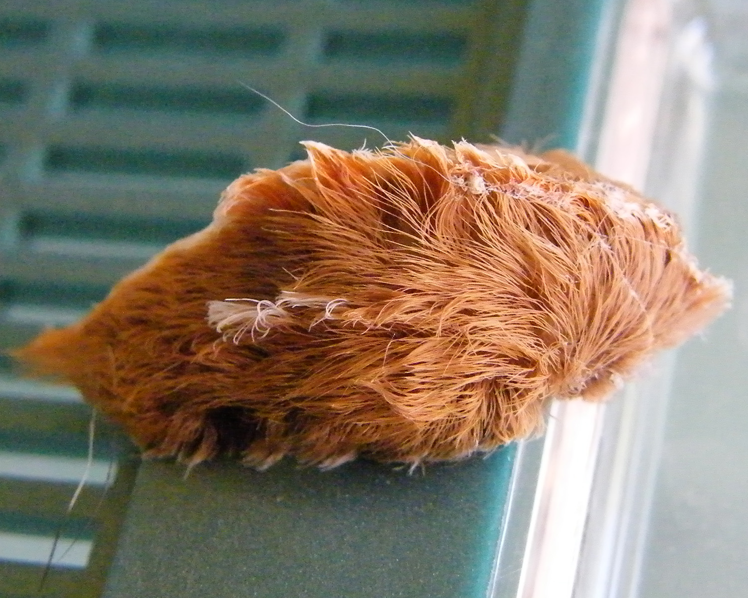 Puss Caterpillar