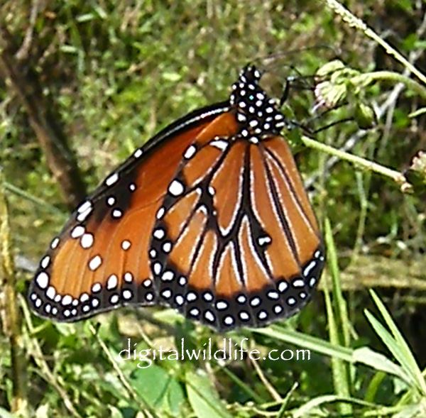 Queen Butterfly