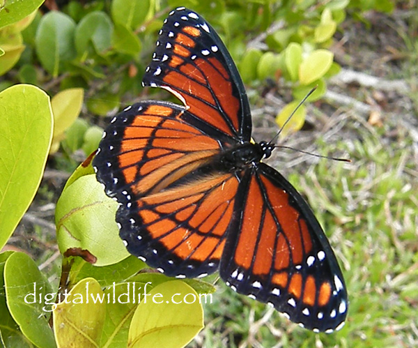 Viceroy Butterfly
