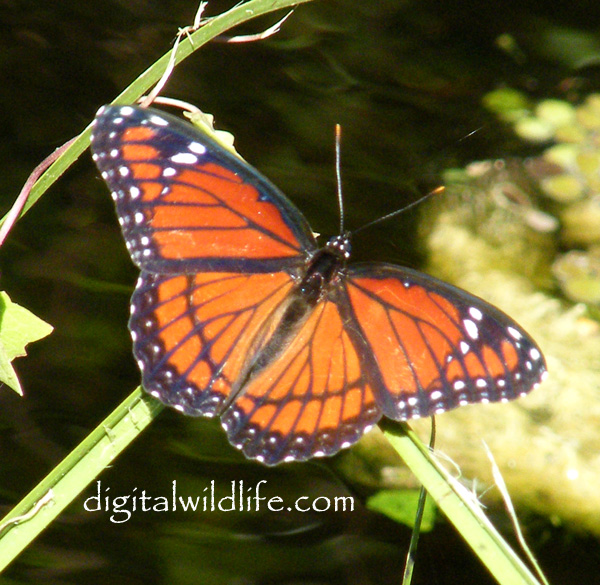 Viceroy Butterfly