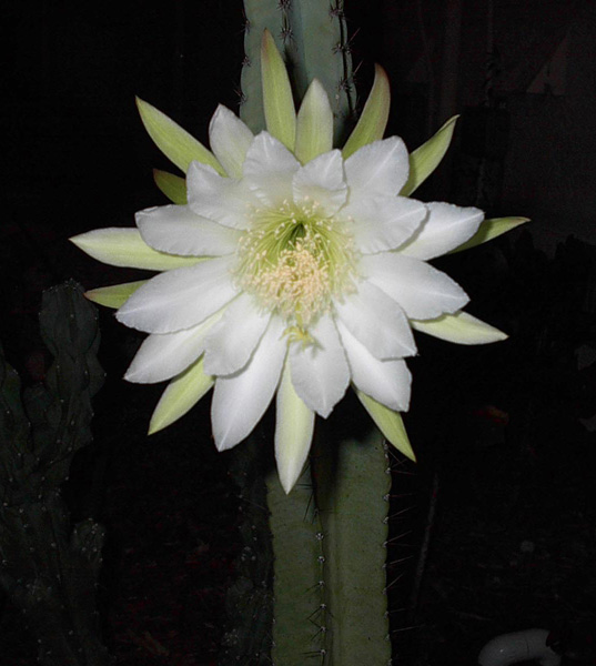 Echinopsis lageniformis