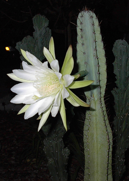Echinopsis lageniformis