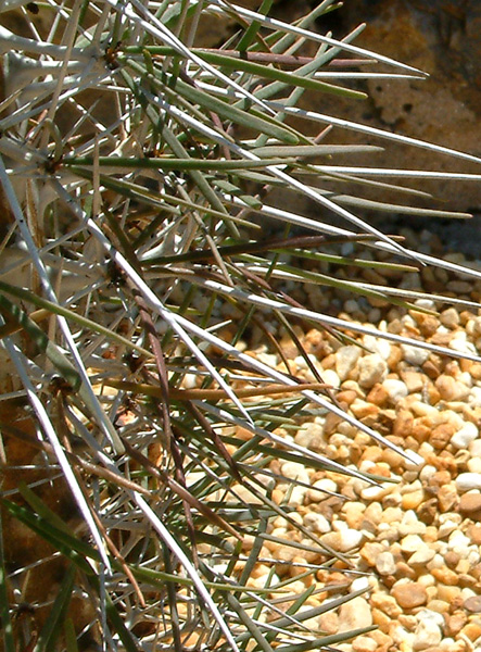 Didierae madagascariensis