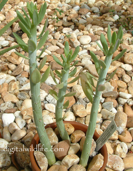 Senecio