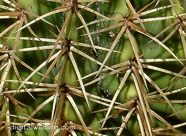 Thelocactus