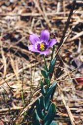 Seaside Gentian
