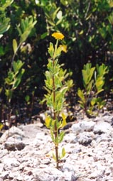 Sea Daisy
