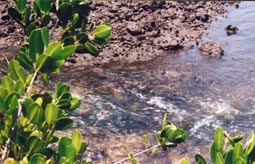 Small Stream