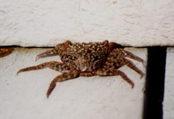 Mangrove Crab