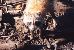 Raccoon 