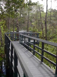 Swamp Boardwalk