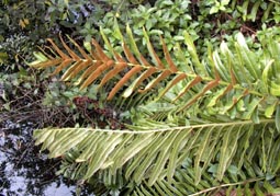 Leather Fern