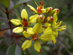 Bahama Senna