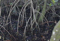 Red Mangrove