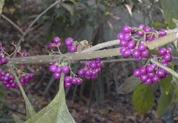 Berries