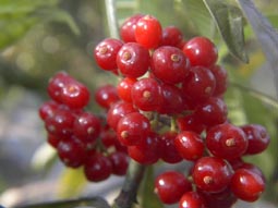 Berries