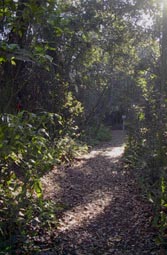 Laurel Oak Trail