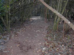 Laurel Oak Trail