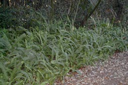 Ferns