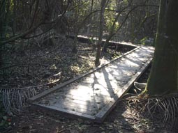 Laurel Oak Trail