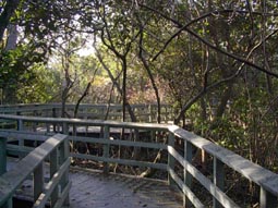 Elevated Boardwalk