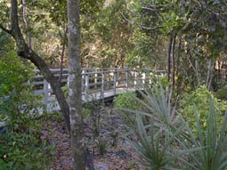 Elevated Boardwalk